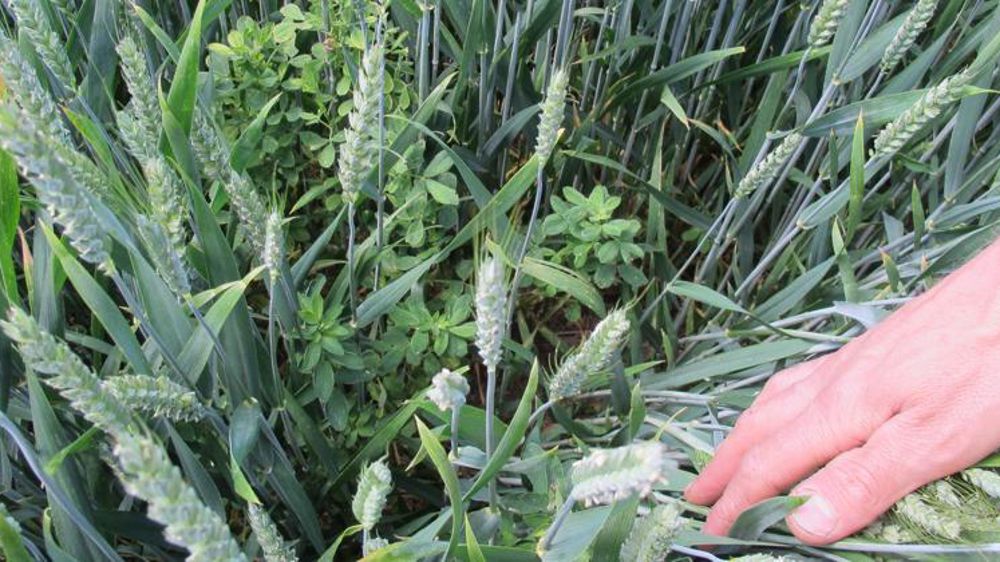 Un couvert permanent pour empêcher les mauvaises herbes de se développer. C.hue